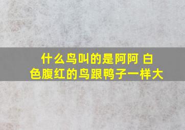 什么鸟叫的是阿阿 白色腹红的鸟跟鸭子一样大